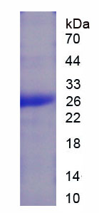 Figure 1. SDS-PAGE