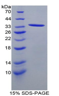 Figure 1. SDS-PAGE