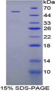 Figure 1. SDS-PAGE