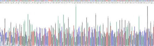 Recombinant Human Angiopoietin Like Protein 4 (ANGPTL4)