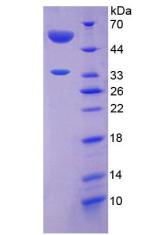 Figure 3. SDS-PAGE