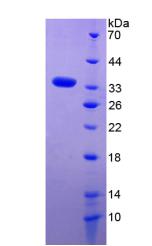Figure 2. SDS-PAGE