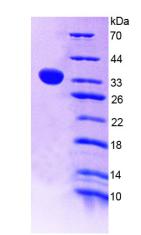 Figure 2. SDS-PAGE
