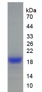 Figure 1. SDS-PAGE