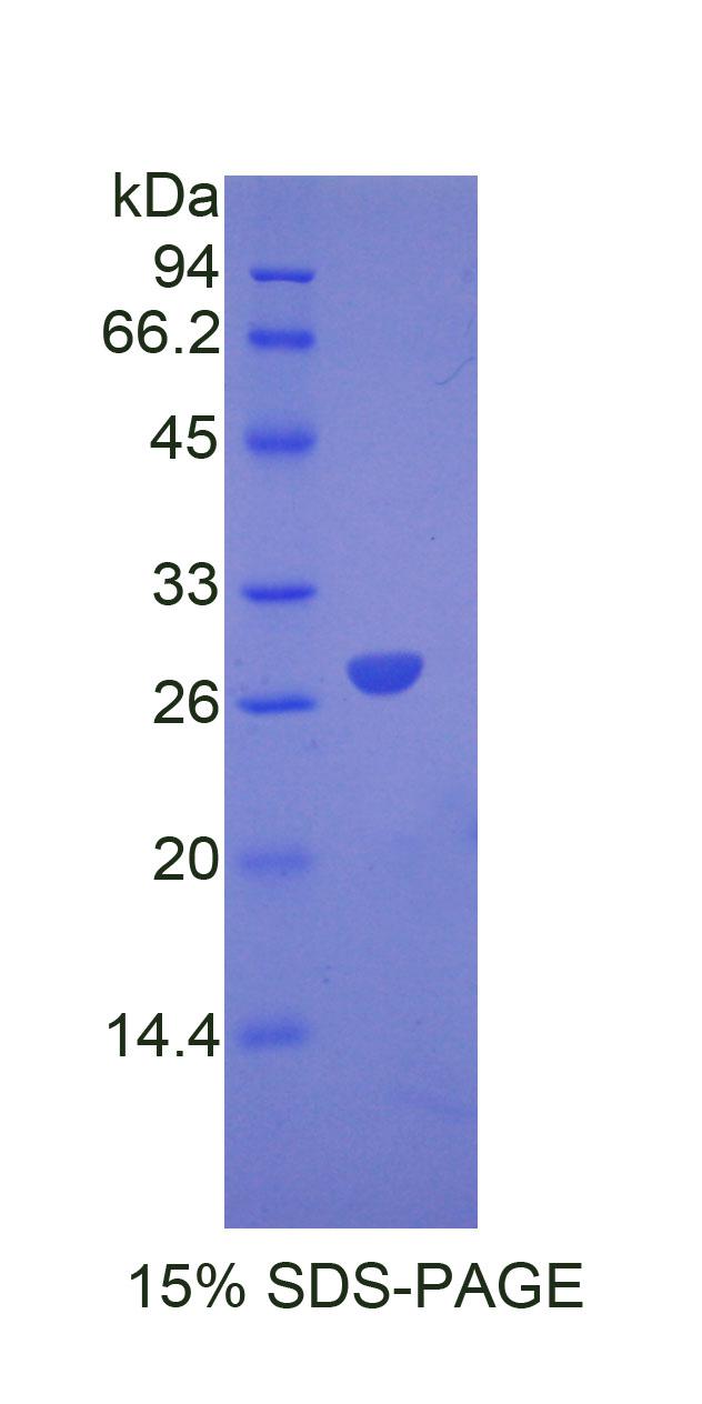 Figure 1. SDS-PAGE