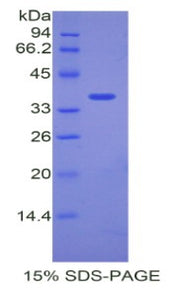 Figure 1. SDS-PAGE