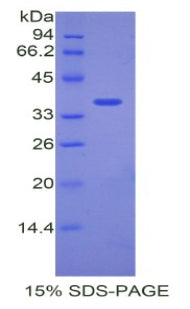 Figure 1. SDS-PAGE