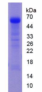 Figure 2. SDS-PAGE