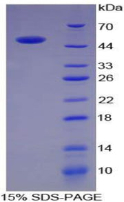 Figure 1. SDS-PAGE