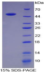Figure 1. SDS-PAGE