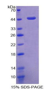 Figure 1. SDS-PAGE