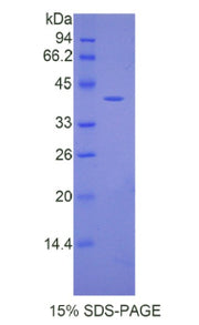 Figure 1. SDS-PAGE
