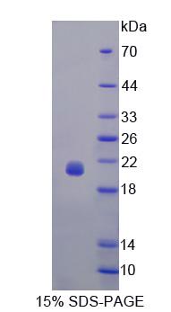 Figure 1. SDS-PAGE