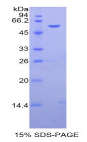 Figure 1. SDS-PAGE
