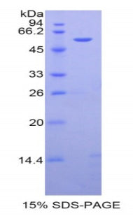Figure 1. SDS-PAGE