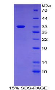 Figure 1. SDS-PAGE