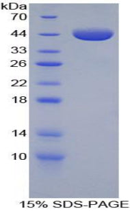 Figure 1. SDS-PAGE