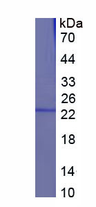 Figure 1. SDS-PAGE