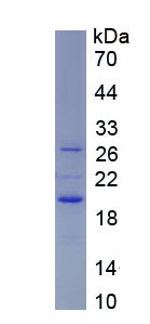 Figure 1. SDS-PAGE