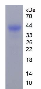 Figure 1. SDS-PAGE