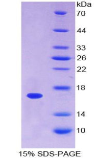 Figure 1. SDS-PAGE