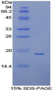 Figure 1. SDS-PAGE