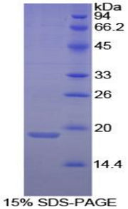 Figure 1. SDS-PAGE