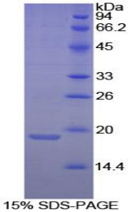 Figure 1. SDS-PAGE