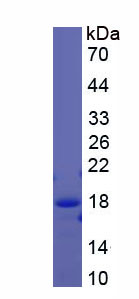 Figure 1. SDS-PAGE