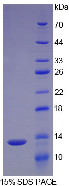 Figure 1. SDS-PAGE