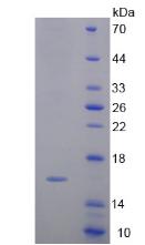 Figure 2. SDS-PAGE