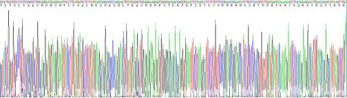 Recombinant Mouse Annexin A4 (ANXA4)