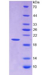 Figure 3. SDS-PAGE