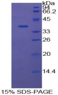 Figure 1. SDS-PAGE