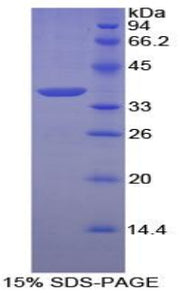 Figure 1. SDS-PAGE