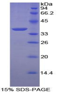 Figure 1. SDS-PAGE
