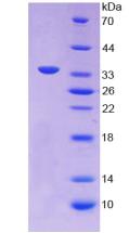 Figure 2. SDS-PAGE