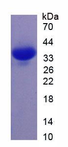 Figure 2. SDS-PAGE