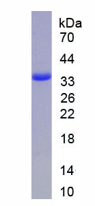 Figure 1. SDS-PAGE