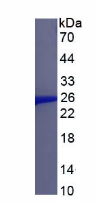 Figure 1. SDS-PAGE