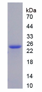 Figure 1. SDS-PAGE
