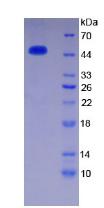 Figure 2. SDS-PAGE