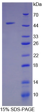 Figure 1. SDS-PAGE