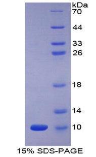 Figure 1. SDS-PAGE