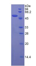 Figure 3. SDS-PAGE