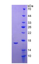 Figure 3. SDS-PAGE