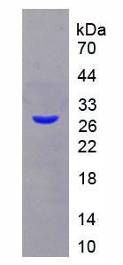 Figure 2. SDS-PAGE