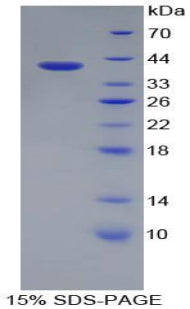 Figure 1. SDS-PAGE