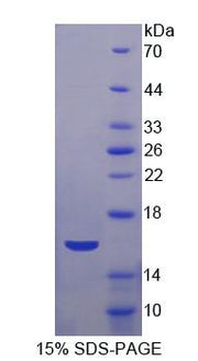 Figure 1. SDS-PAGE
