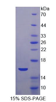 Figure 1. SDS-PAGE